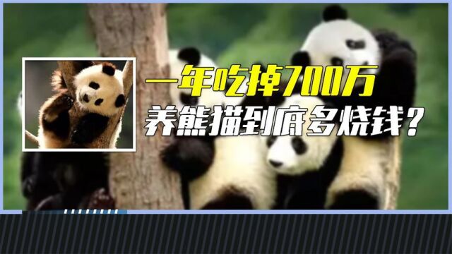 一年吃掉700万,国宝大熊猫这么贵,为何国外还都抢着要?