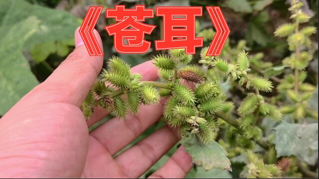 农村常见的植物“苍耳”又叫痴头婆,知道它可是个大宝贝