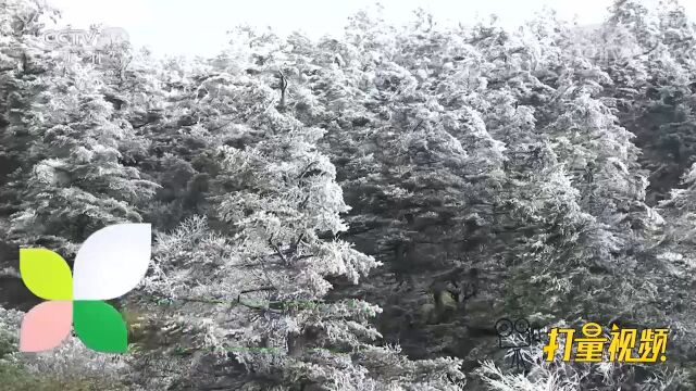 湖北:强冷空气影响,神农架出现雾凇景观