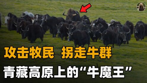 青海1600斤“牛魔王”下山，两角朝天半米长，牧民靠牛粪躲过攻击
