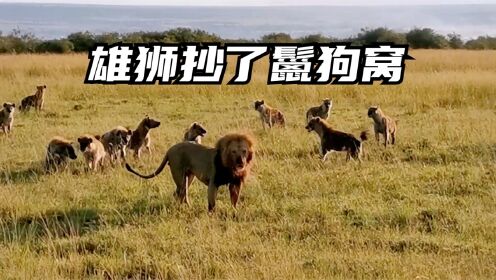 狮哥抄了鬣狗窝，面对实力强悍的雄狮，鬣狗变成土鸡瓦狗不堪一击
