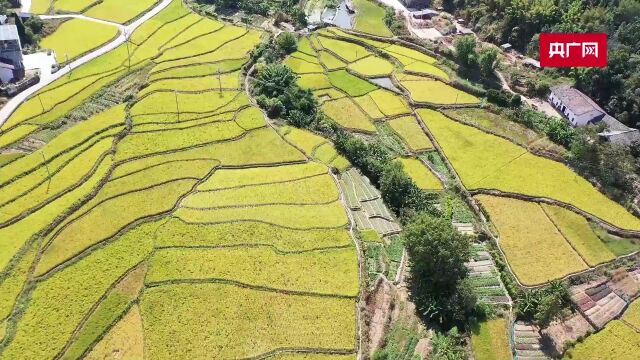 喜看稻菽千重浪 田园“丰”景美如画