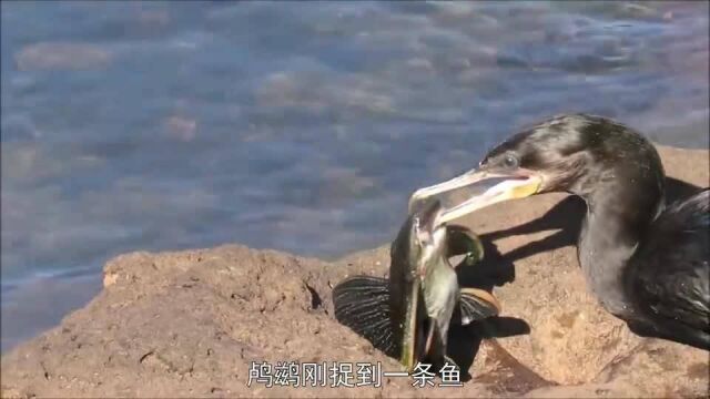 鸬鹚抓到一条鱼,本想着可以饱餐一顿!差点吃到怀疑鸟生!