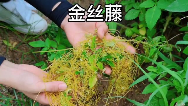 金丝藤又叫菟丝子,农民讨厌的植物,原来还是个宝贝?#求一个神评加持