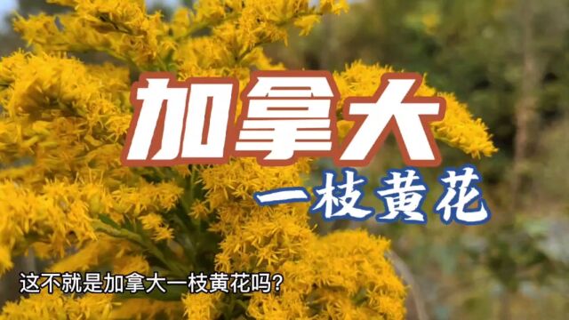 入侵国内物种,加拿大一枝黄花!我果断除了!你知道它的危害吗?