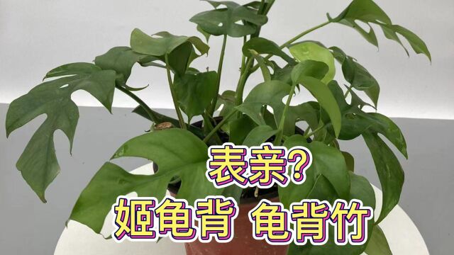 龟背竹表亲姬龟背?