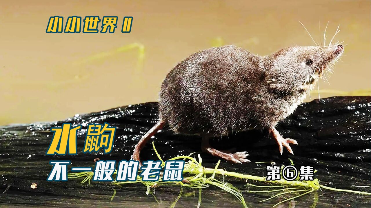 纪录片丨小小世界_会潜水的耗子:水鼩!你一定没见过的水老鼠!_高清1080P在线观看平台_腾讯视频