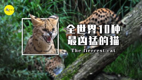 盘点世界上最凶猛的10种猫,体长1米,还能猎食大型动物?_高清1080P在线观看平台_腾讯视频