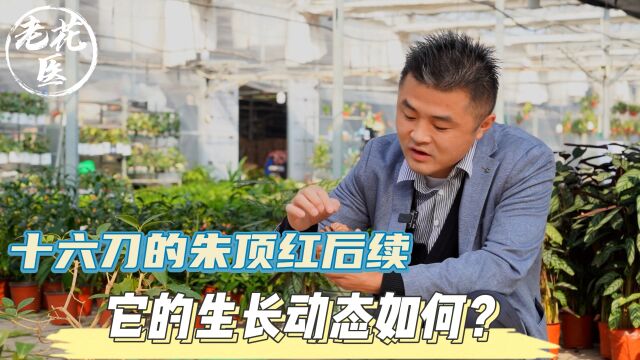 十六刀的朱顶红后续,它的生长动态如何?养花巧妙小知识!