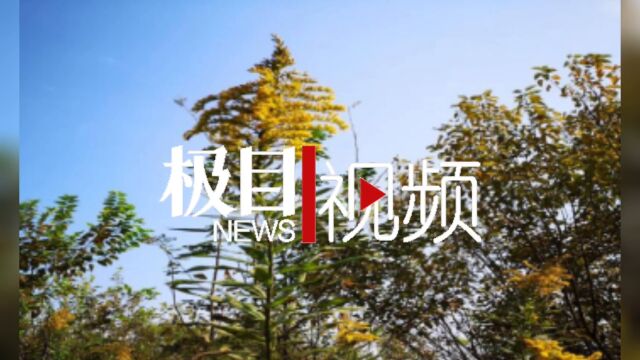 【视频】武汉市洪山区开展“加拿大一枝黄花”防除攻坚战