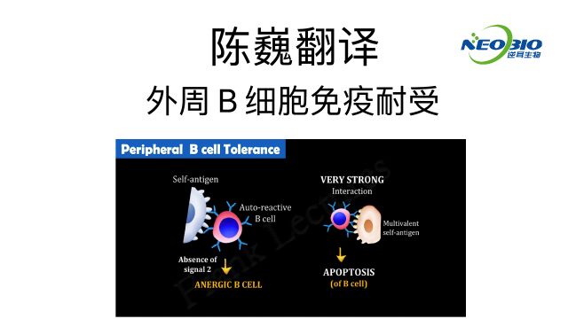 【陈巍翻译】外周 B 细胞免疫耐受