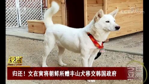 归还！文在寅将朝鲜所赠丰山犬移交韩国政府
