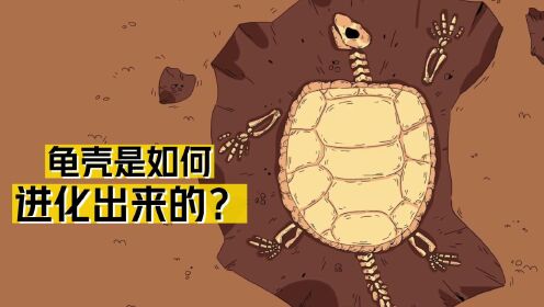 龟壳是如何进化出来的?_高清1080P在线观看平台_腾讯视频