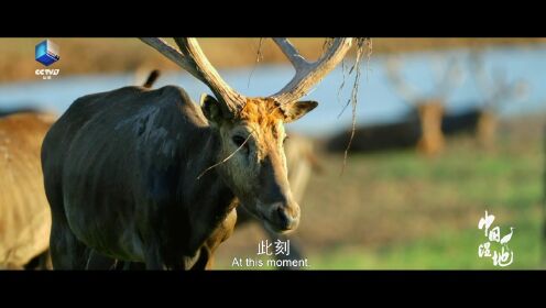 中国湿地——地球之肾（2）