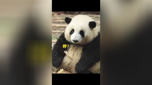 大熊猫花花：花花的夺笋之战