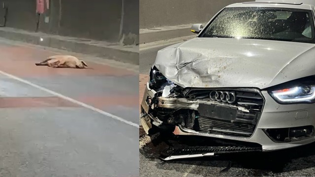 高速上突然"天降二师兄",奥迪车头被撞瘪气囊全弹出,车主懵了