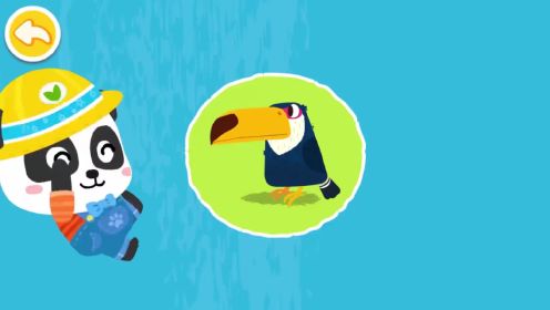 宝宝巴士亲子游戏第247集：宝宝们认识几种鸟？跟奇奇一起来看看吧