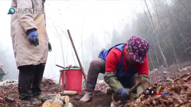 普安青山镇:冬闲人不闲2000余亩天麻菌床培育忙