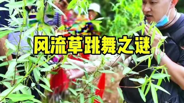 草木也是有情的,而且似乎还有喜怒哀乐呢#植物科普 #中药本草