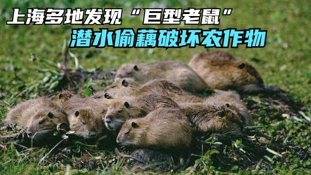 上海多地发现“巨型老鼠”,重达17公斤!潜水偷藕破坏农作物