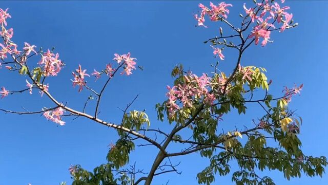 国语版《花好月圆夜》任贤齐杨千嬅原唱歌曲