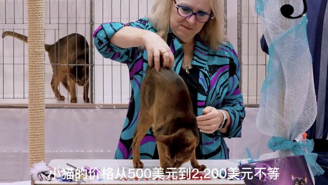 三万五千块钱买只猫咪你会买吗,阿比西尼亚猫,动物百科知识