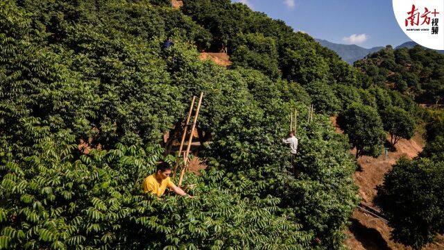 “海归”夫妻回乡发展橄榄产业,带火潮汕人从小吃到大的味道