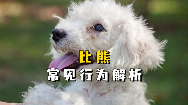 比熊这些常见行为的含义,你知道多少?