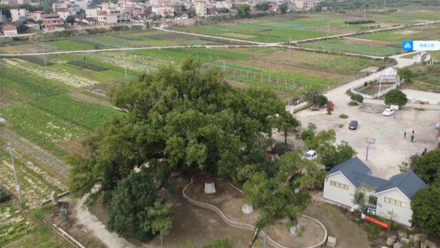 广东韶关曲江区为古树名木建档,守护“绿色文物活化石”