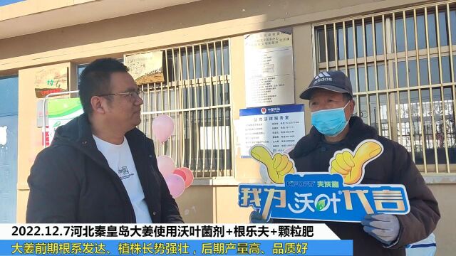 生根剂河北秦皇岛大姜使用夫沃施沃叶菌剂+根乐夫+颗粒肥大姜前期根系发达、植株长势强壮,后期产量高、品质好