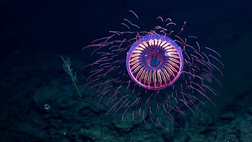 “神秘烟花”现身水下一千米，酷似外星生物，中间长有眼睛结构