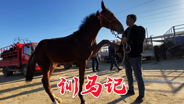 农村大哥训马得从小开始,六个月的小马就这么听话,两周就能训好