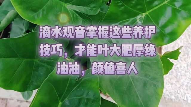 滴水观音掌握这些养护技巧,才能叶大肥厚绿油油,颜值喜人