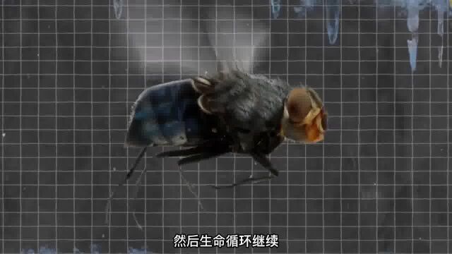 苍蝇的那些秘密你都知道吗 #好奇昆虫 #昆虫 #昆虫世界