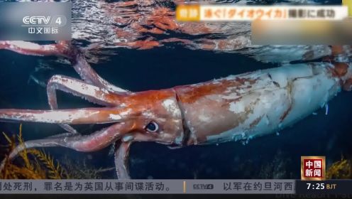 体长2.5米！日本潜水者偶遇“大王乌贼”