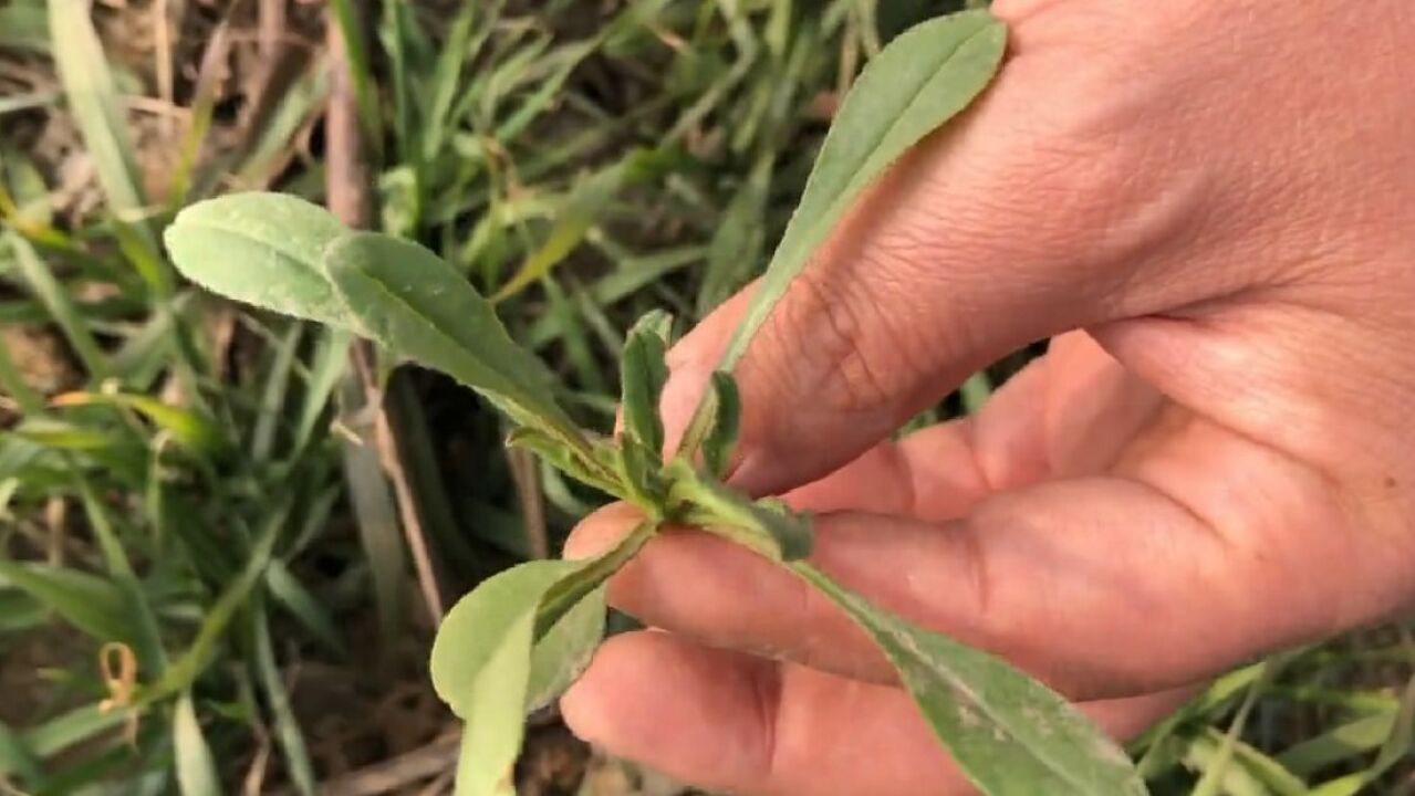 冬天麦田里的这种野菜,我们叫它面条菜,做凉菜涮火锅特好吃