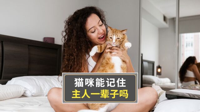 猫的记忆有多久,能记住自己的主人吗?