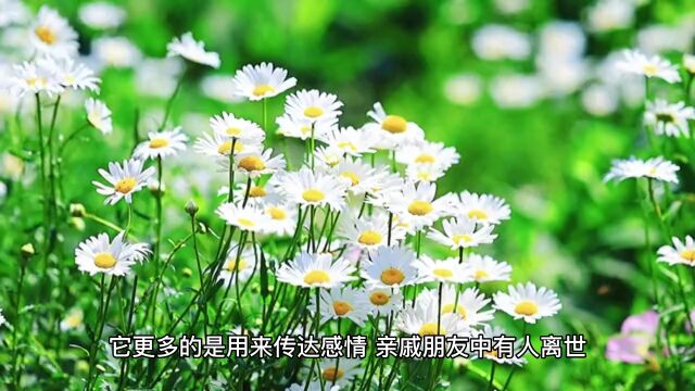 丧事送什么花:获邀参与葬礼时适合送这些花作为与逝者的告别