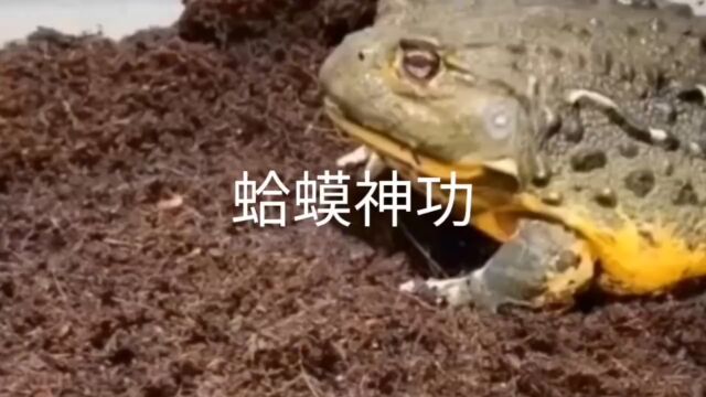 懒蛤蟆神功