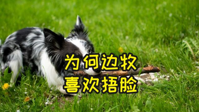 边牧喜欢捂脸,是有这些意思