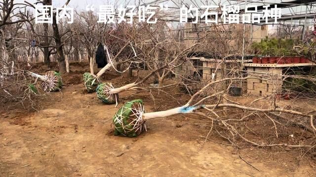 因采摘园搬迁!捡漏了60棵号称:国内“最好吃”的石榴品种,羡慕 #石榴树