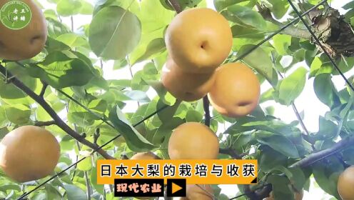 现代农业之——日本大梨的栽培与收获（老王讲糖系列视频）