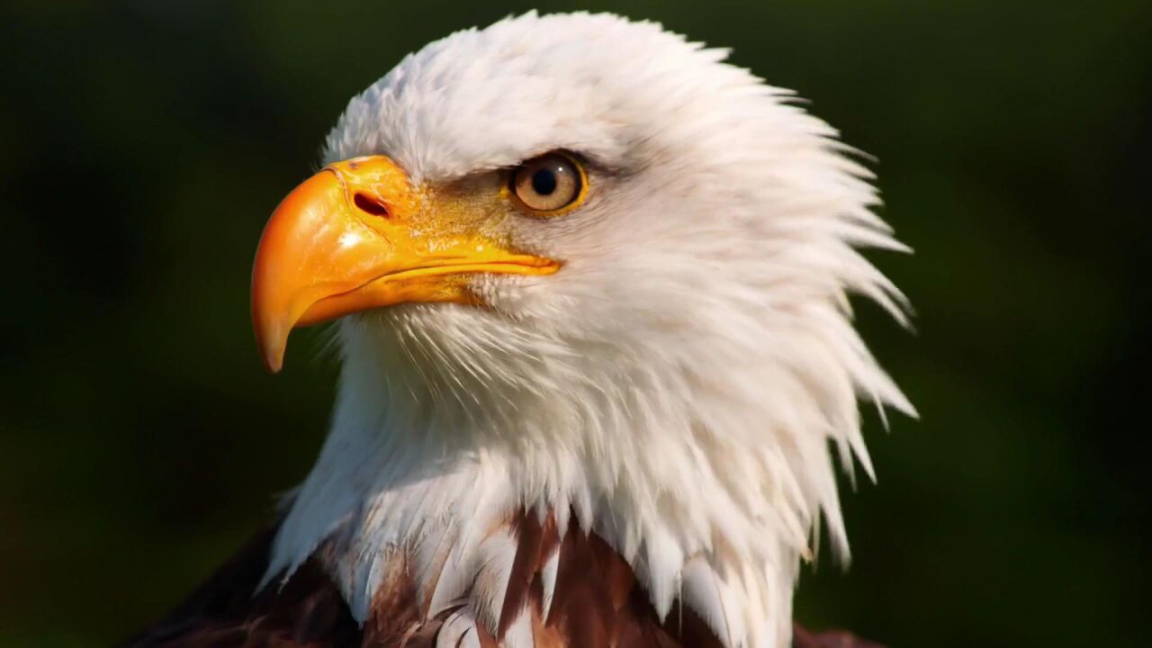 在饱腹的问题上白头海雕可从不讲武德!精明的机会主义者!