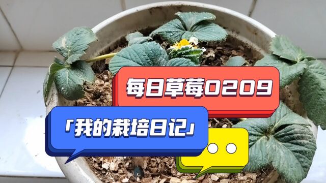 我的栽培日记—每日草莓0209