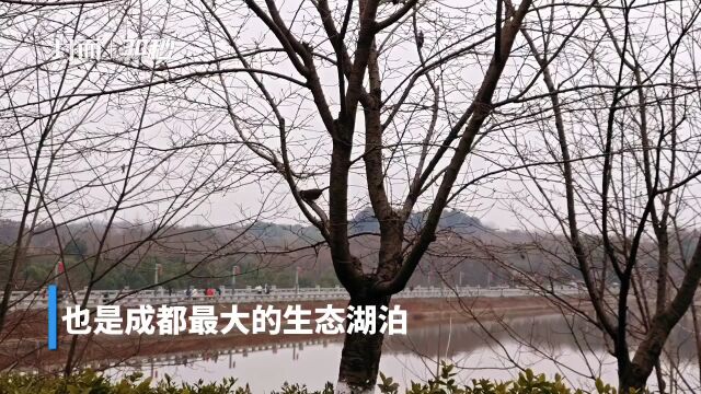 30秒 | 骑行成都青龙湖湿地公园 赏花观鸟寻野趣