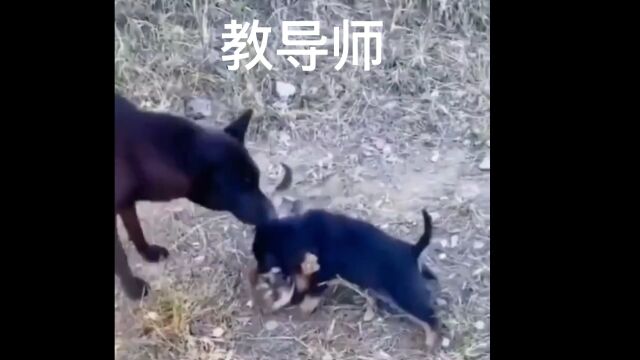 狗爸爸日常教导