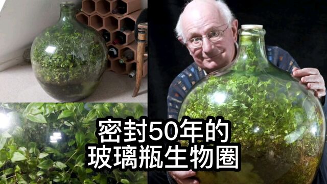 密封了50年的玻璃瓶生物圈,真的能维持这么久吗?