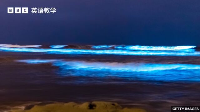 BBC英语大破解:生物发光现象“bioluminescence”令海水在夜晚发出蓝光