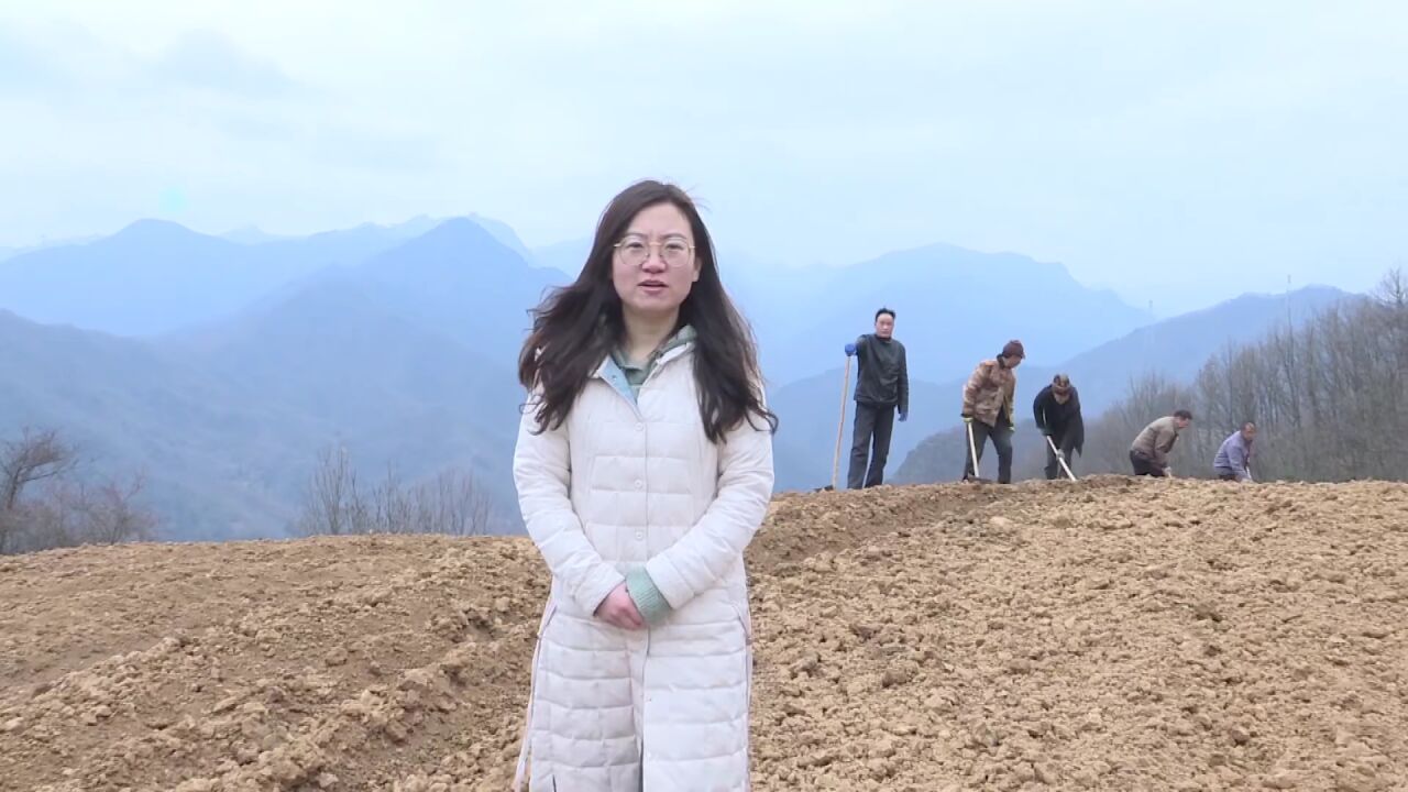 改作风 抓项目 促发展 | 黑河镇:推动科技助农 发展高山蔬菜