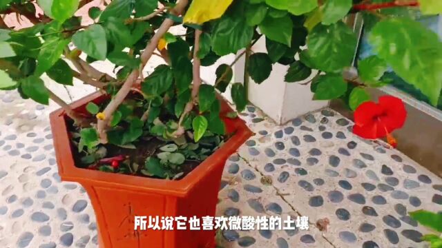 扶桑花花朵大而艳,掌握几点养护技巧,开花爆盆灿烂迷人